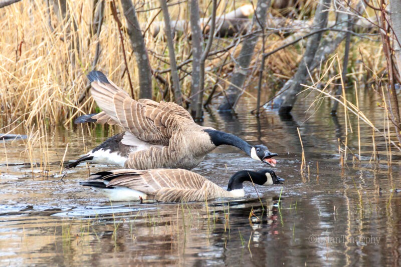 Bird Migration Peaks in Michigan’s Upper Peninsula