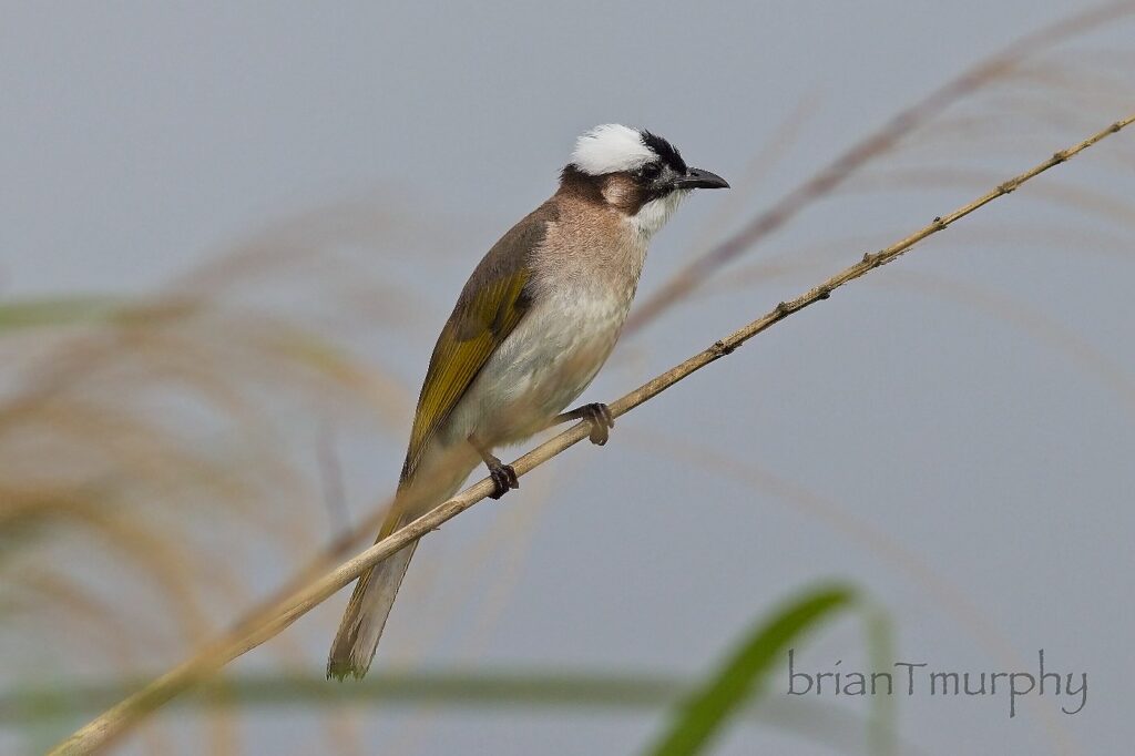 Light-vented Bulbul
