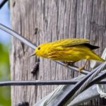 54376775520_ec34e4a06d_k