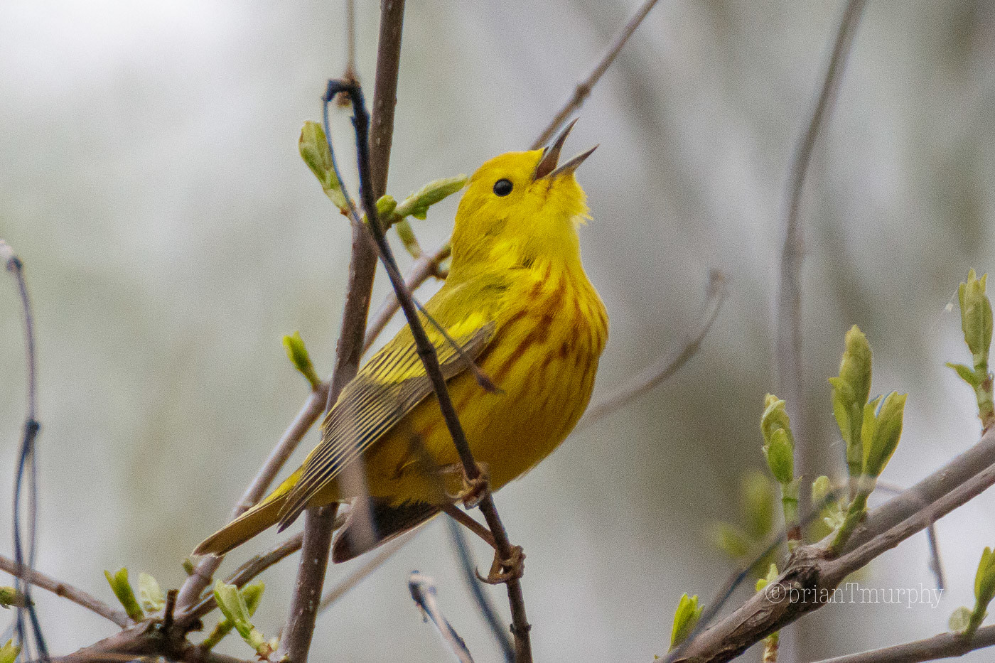 Yellow Warbler