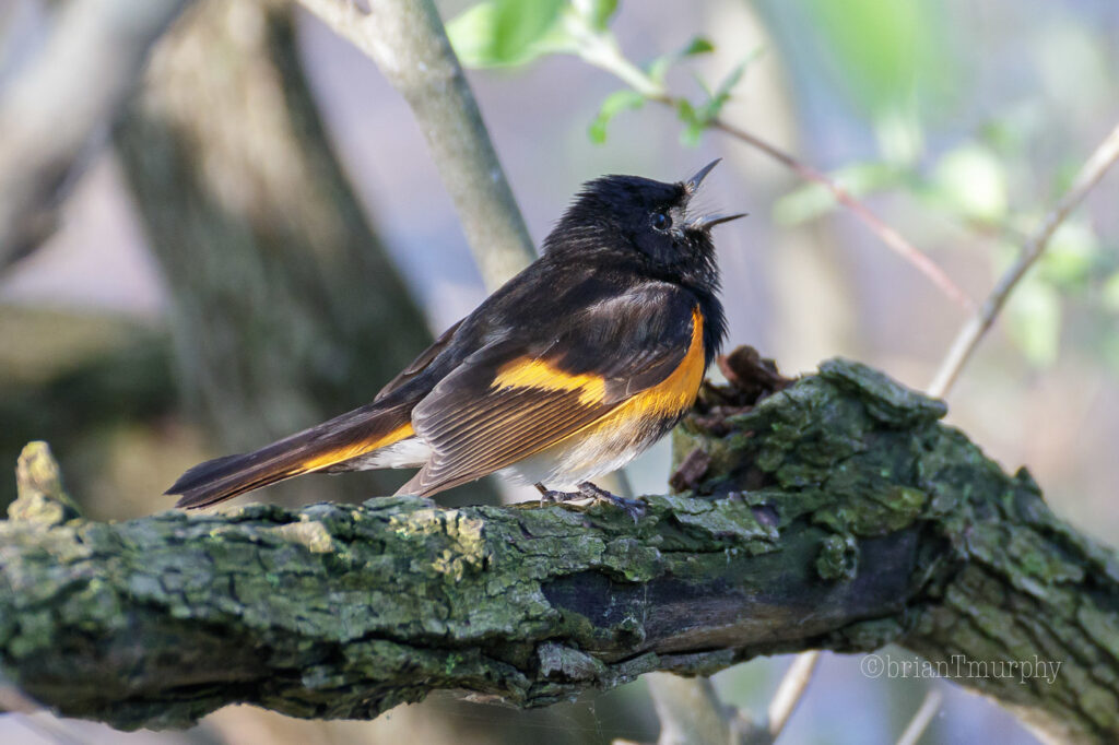 North Carolina Bird Sounds - American Redstart