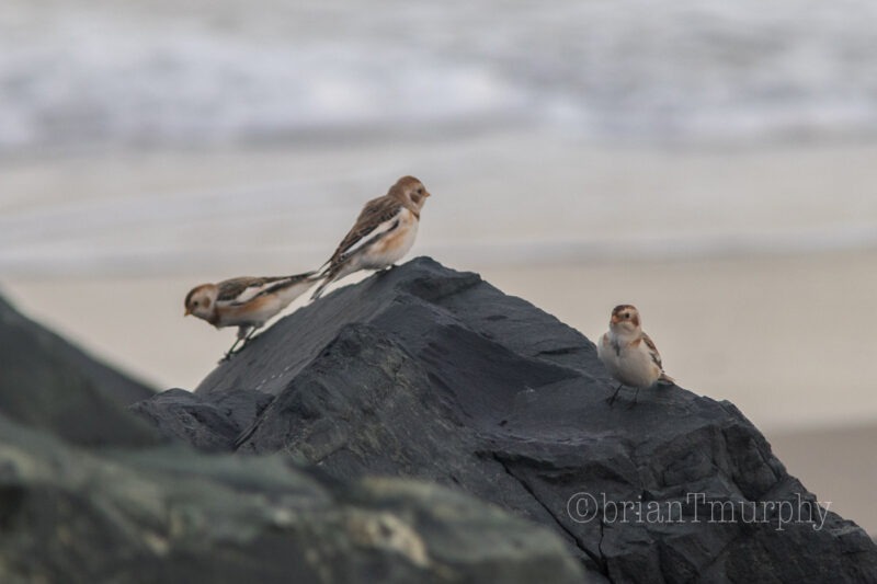 Snow Bunting (Plectrophenax nivalis)