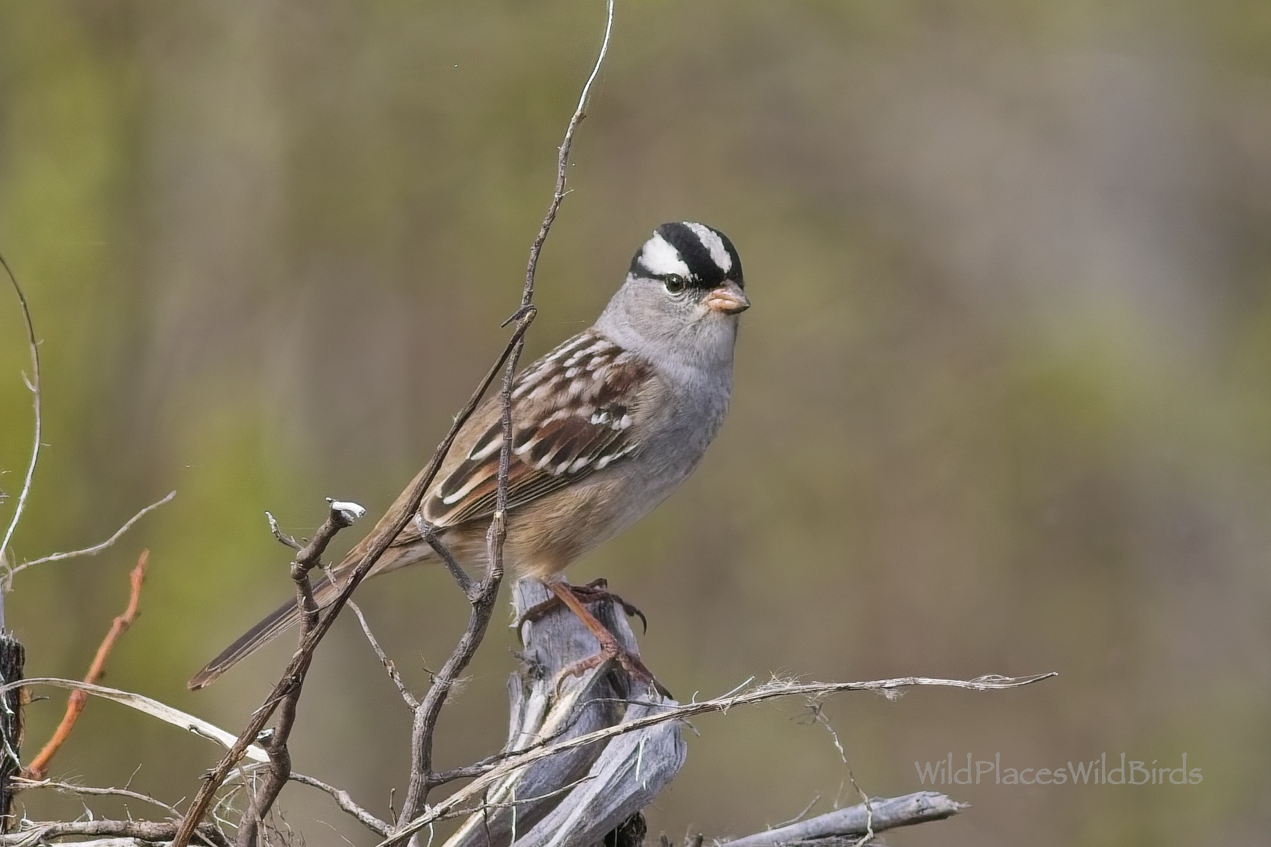 Michigan Bird Sounds - White-crowned Sparrow