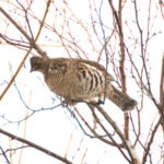 54374680842_112ecf0ca5_h