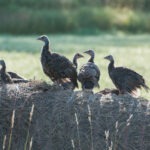 54375759619_2fbad55da4_h