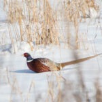 54375950095_8671c42ef7_h