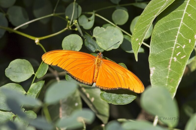 Birding Cozumel for some Lifers