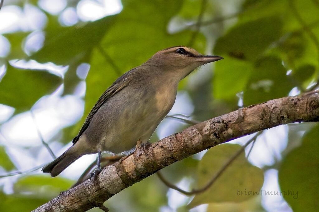 Wild Places, Wild Birds Bird Photography