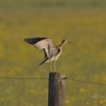 54402932582_3c12ada998_h