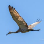 54427412868_4f5abc5fa7_h