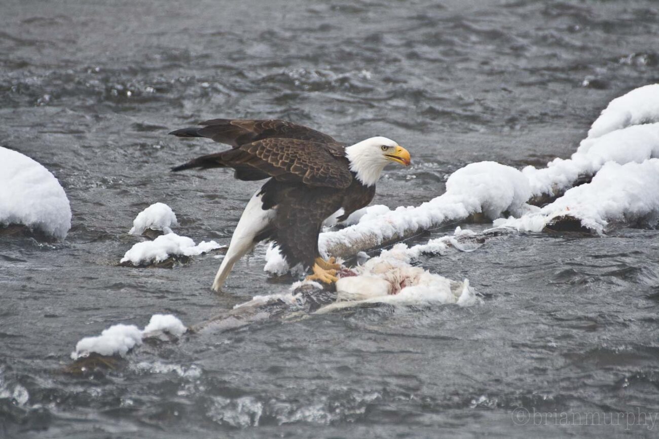 Bald Eagle - Yellowstone NP