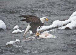 Bald Eagle - Yellowstone NP