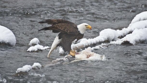 Bald Eagle - Yellowstone NP