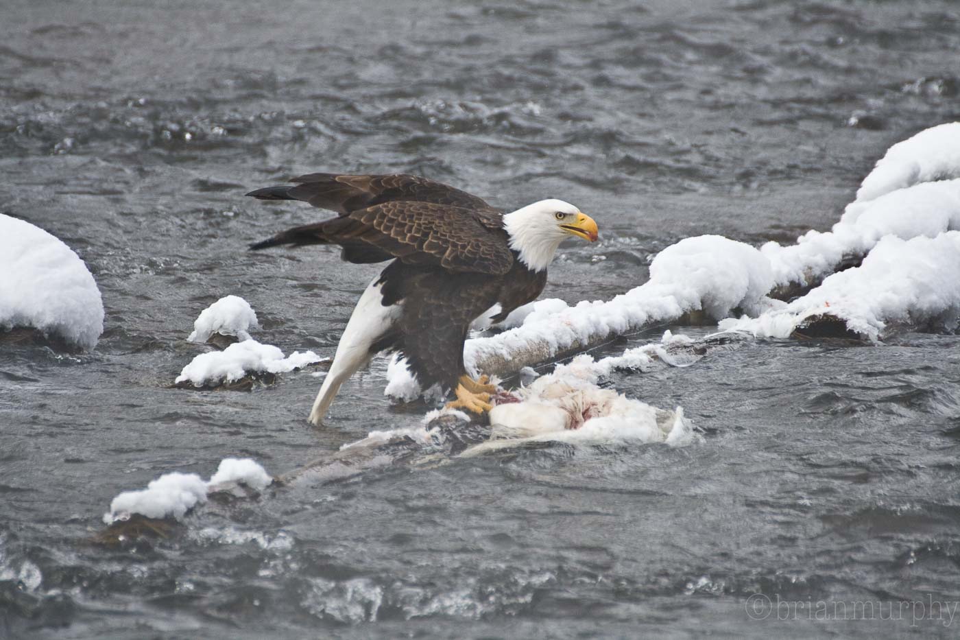 Bald Eagle - Yellowstone NP
