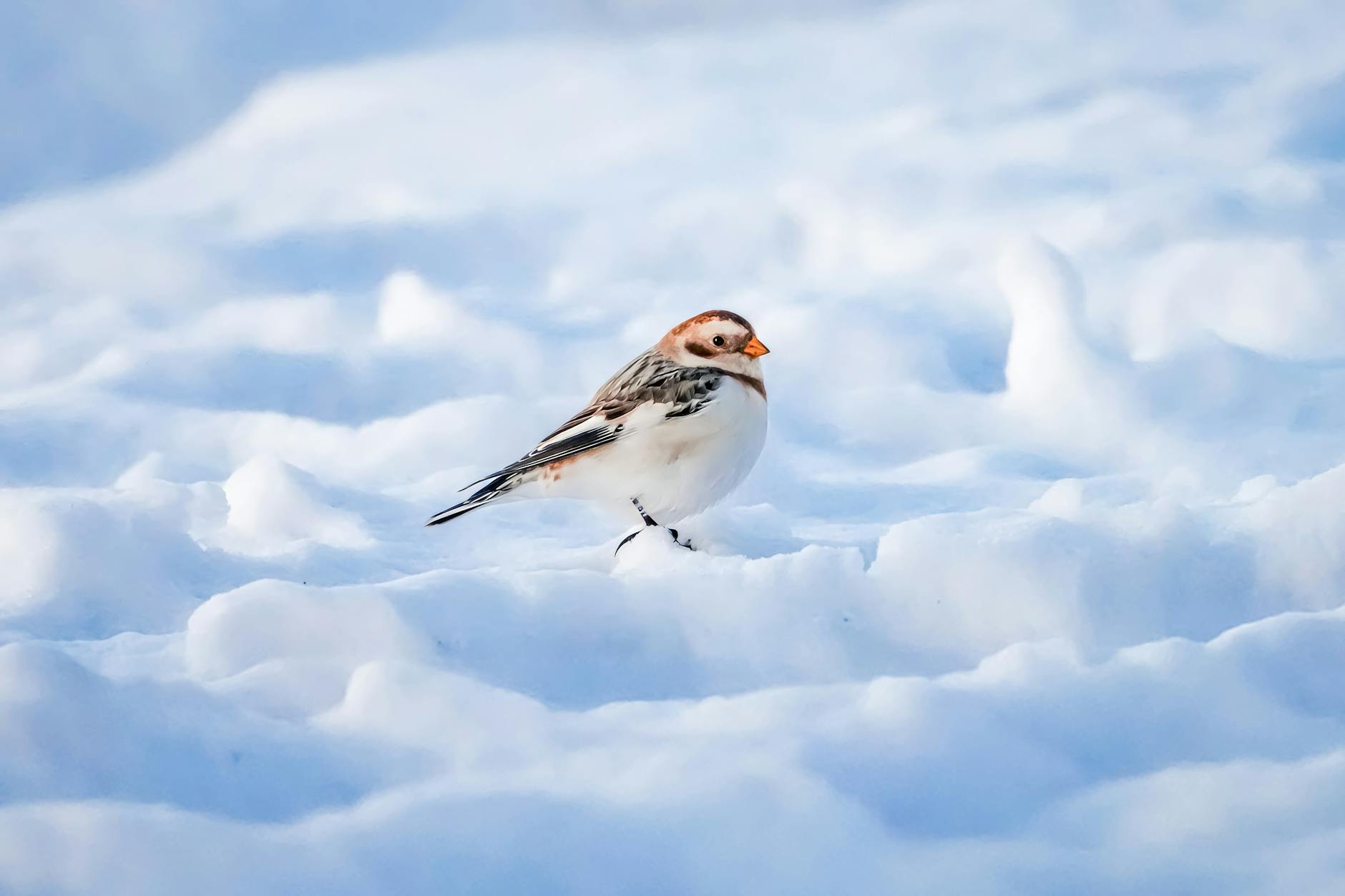 snow bunting resting on snowy terrain in winter