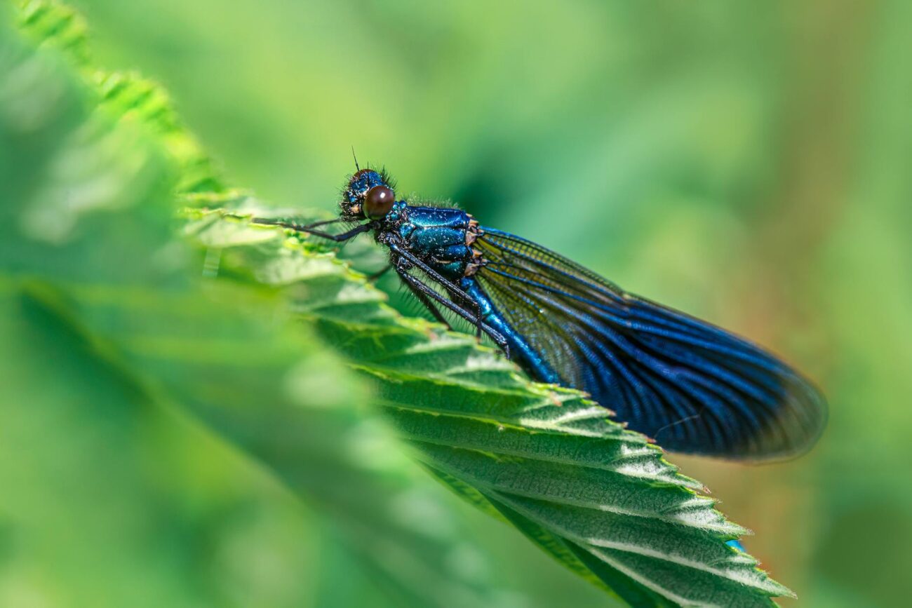 beautiful demoiselle on green leaf