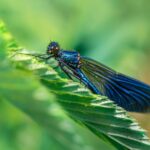 beautiful demoiselle on green leaf