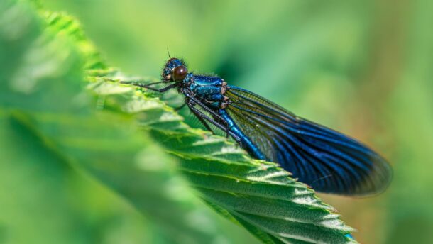 beautiful demoiselle on green leaf